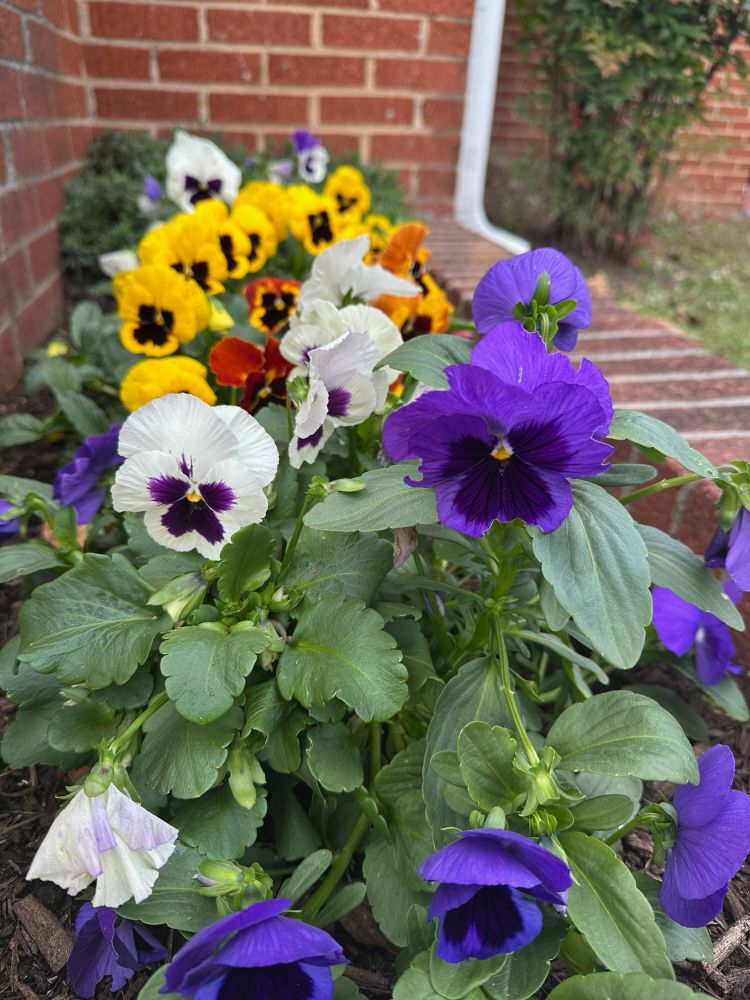 Pansies in a brick flowerbed