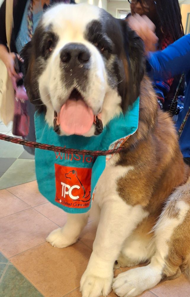 St. Bernard wearing a bib collar that reads Winston, TPC.