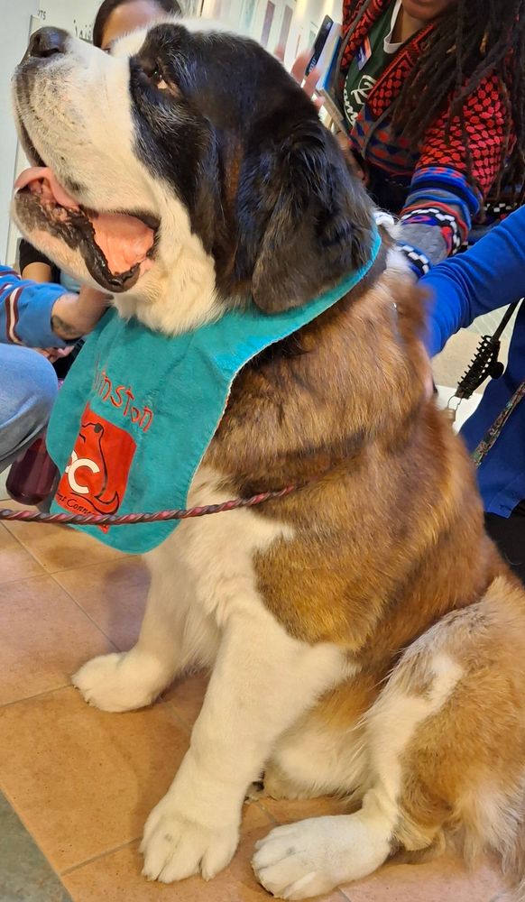 Side shot of a St. Bernard named Winston