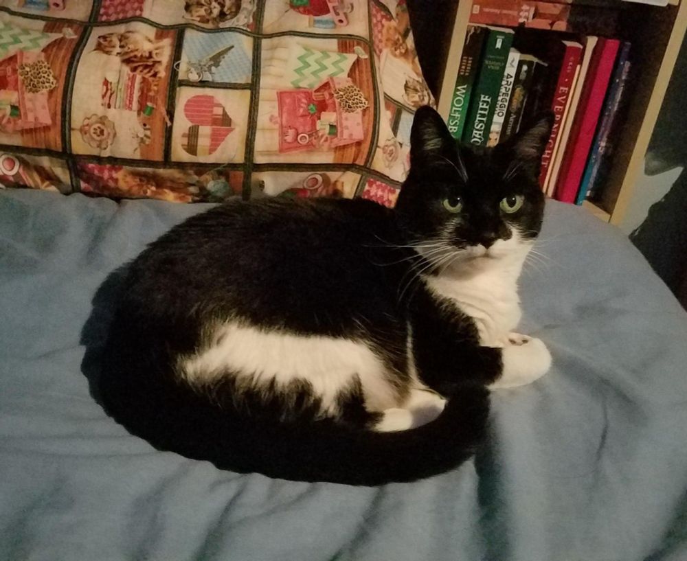 A tuxedo cat named Oreo laying on a bed.