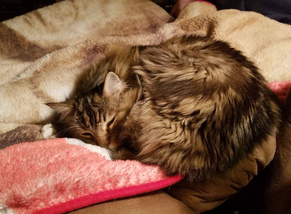 A Maine Coon mix cat named Lionheart curled up on a blanket.