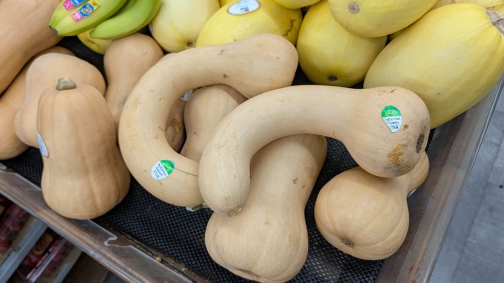 Two incredibly large phallic butternut squash 