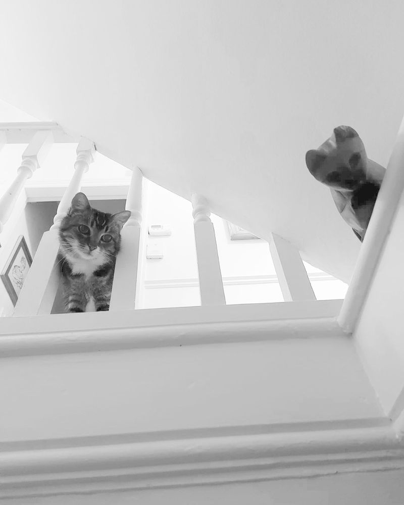 Cat looking down through banisters and wooden cat looking down from ledge
