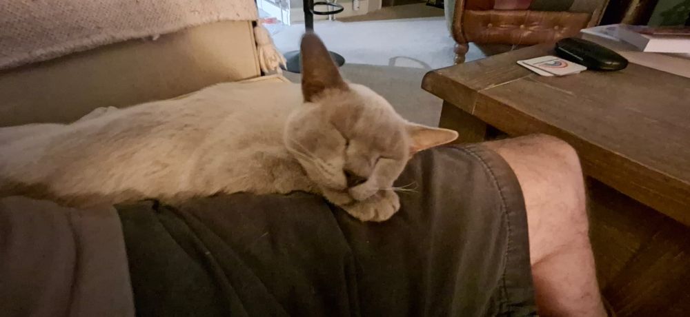 Moggy on my knees