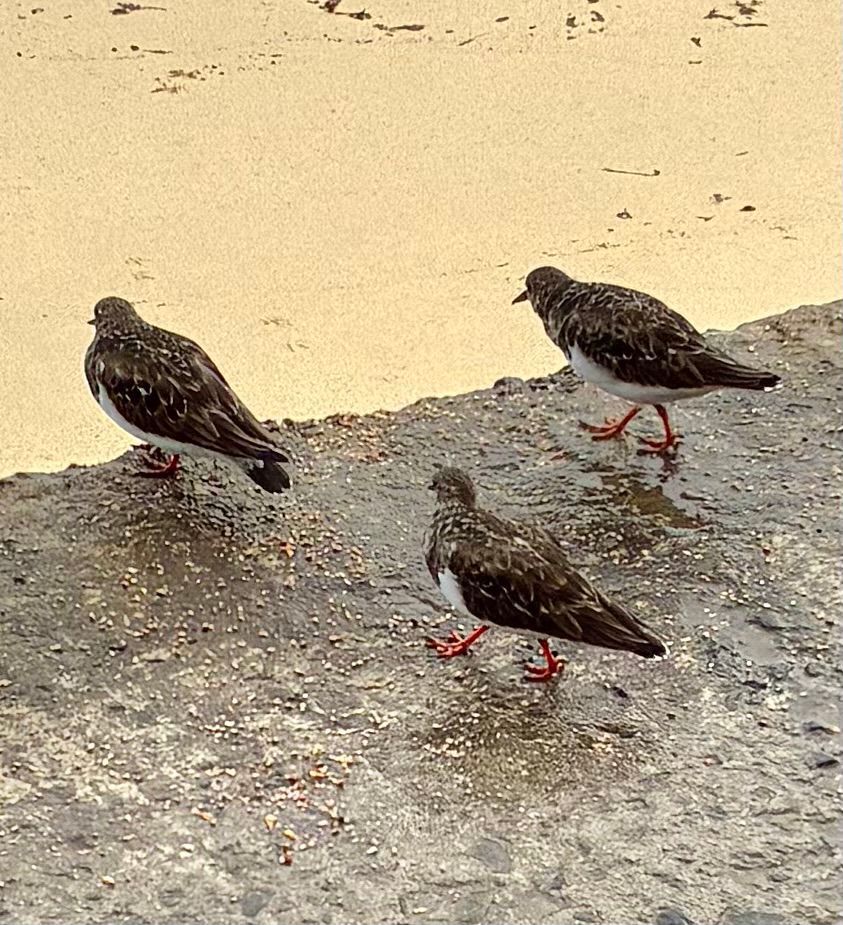 3 Turnstone birds on a concrete path overlooking a beach