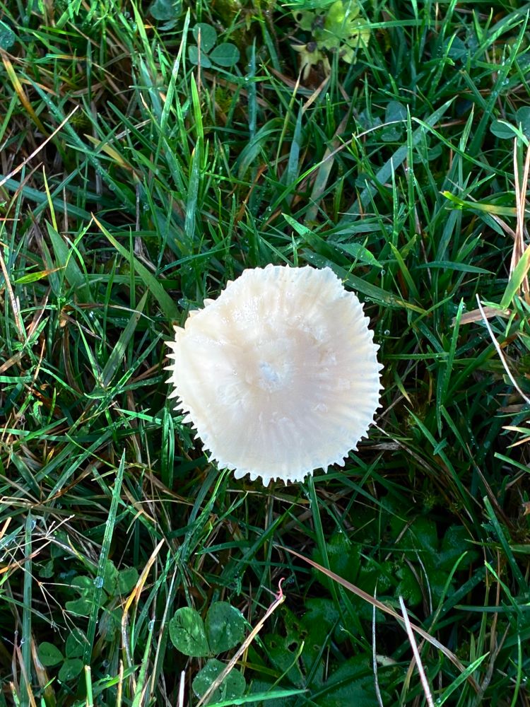 Wild white mushroom growing in field