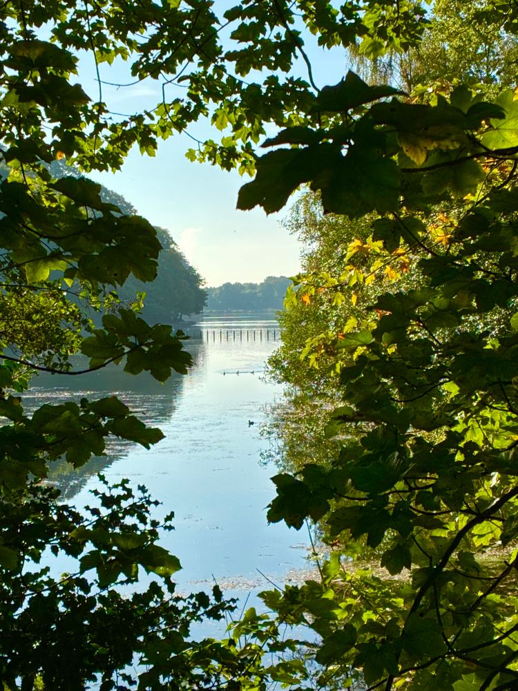 Lake view framed by trees in Roundhay Park, Leeds