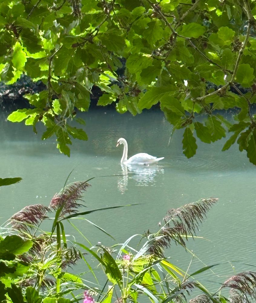 Swan on lake framed by greenery 