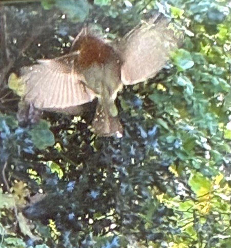 Robin with wings spread