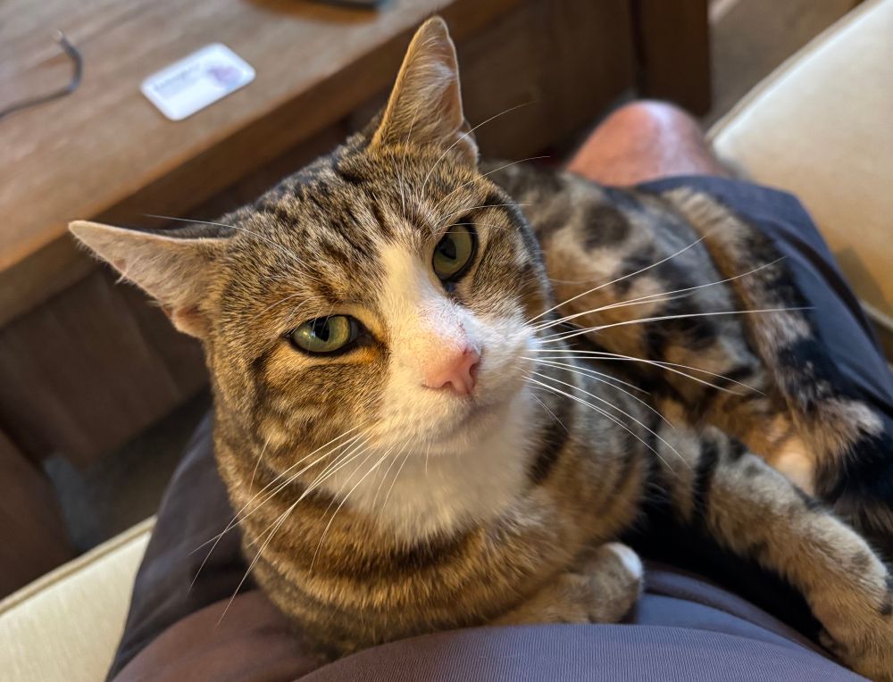Tabby cat on my knees 