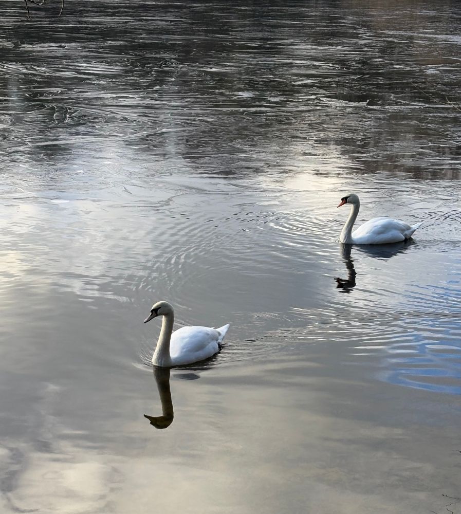 Two swans on silver water