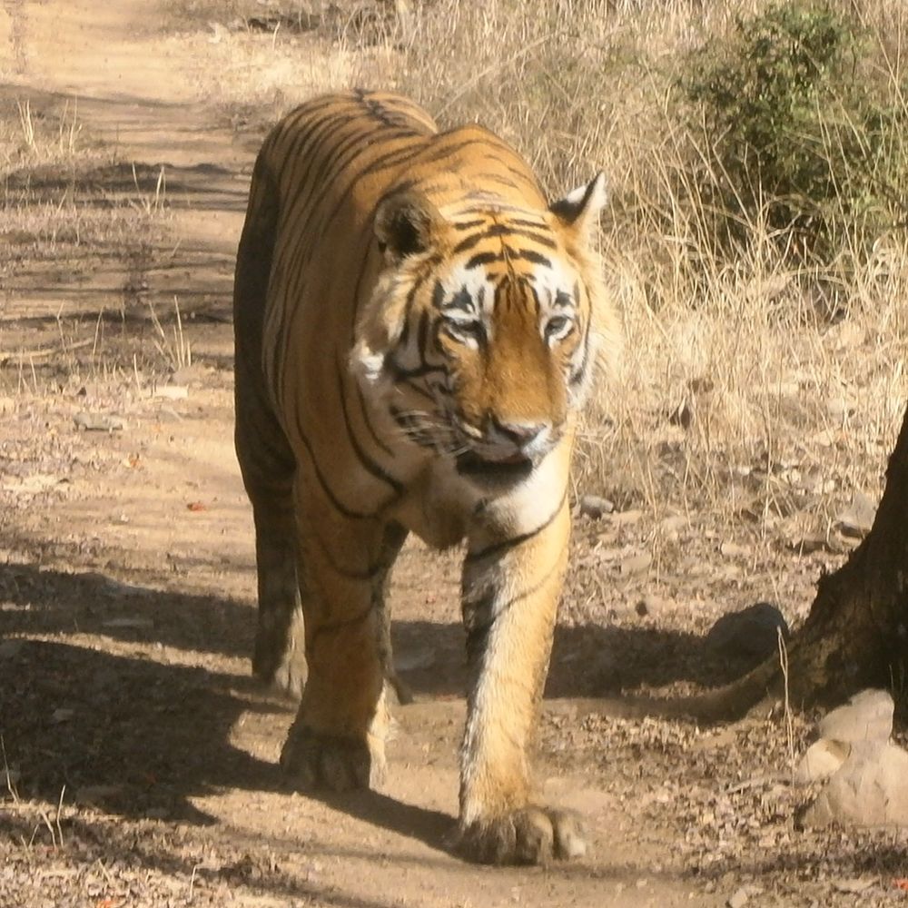 Tiger on dusty path in the wild 