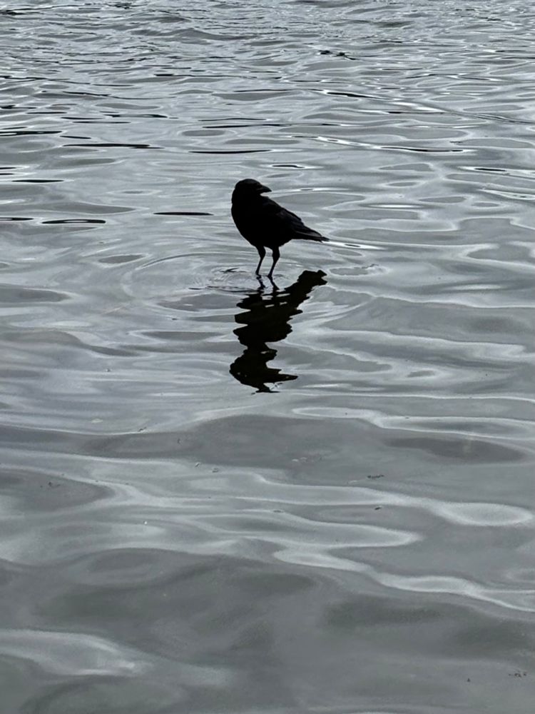 Corvid on sea water