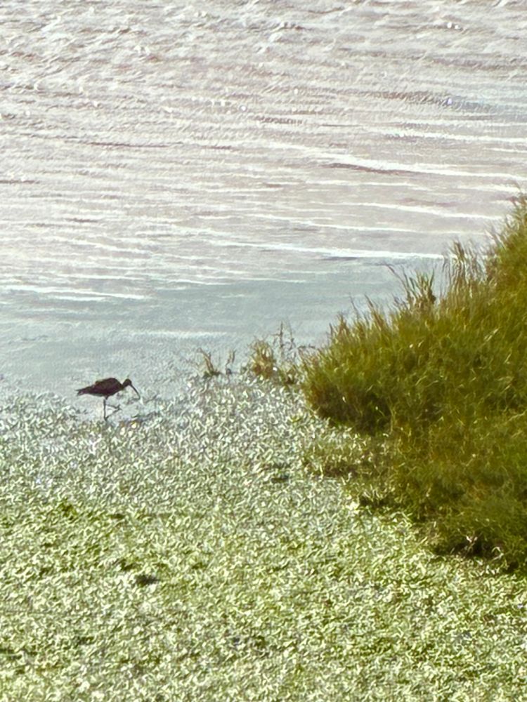 Curlew at water’s edge in seaweed 