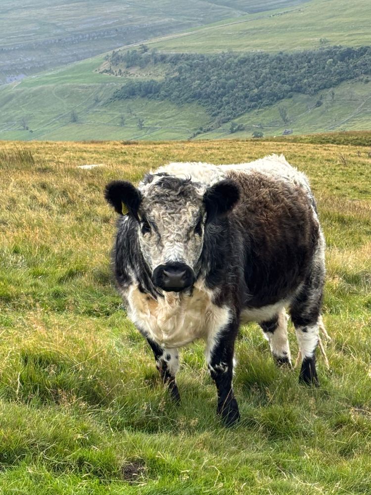 Black white brown cream cow crossed with Micky Mouse 