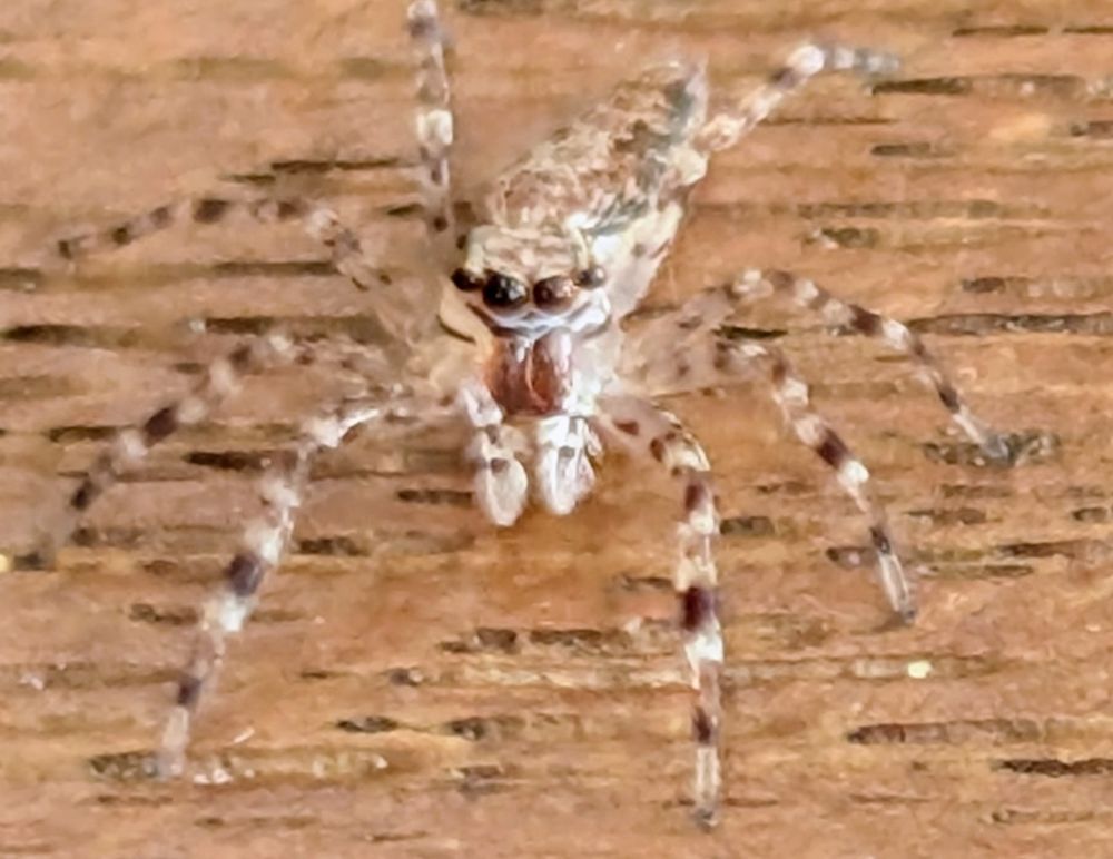 Close up photo of a tiny jumping spider 