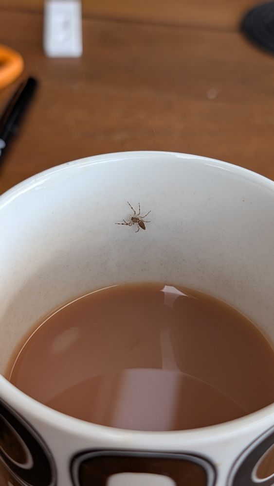 Small spider on the inside of a tea cup