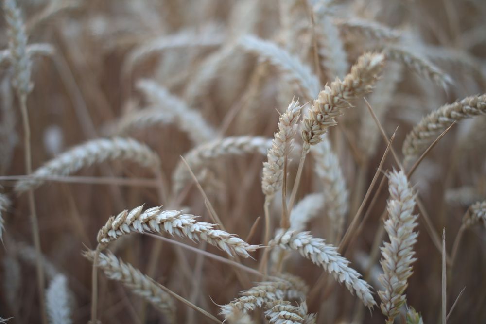 Close up shot of pale ears of wheat in a field soon to be harvested. All creams and beige, some stooping over.