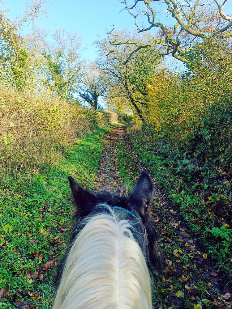 The photo is taken from on top of a horse. The camera looks down the horse's neck with very long white mane to between two black ears. Beyond is a grass and mud country track with hedges either side and bare twisty oak branches sticking out. It is sunny and the sky is a bright but pale blue.