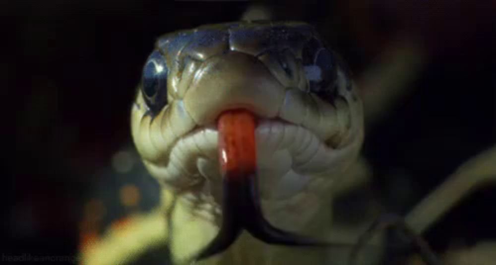 a close up of a snake 's mouth with its tongue sticking out