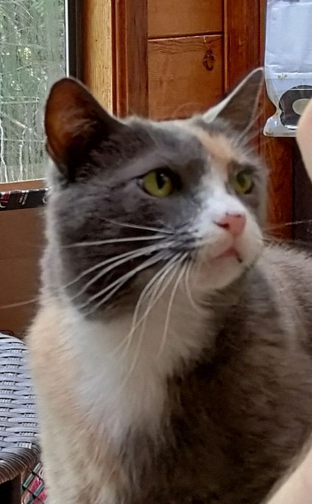 Close up shot of Sausage's face as she gazes upon a plate of food being held by the hand of the human's lap she is sitting in. Sausage is a dilute calico cat with a pink nose that has dark gray freckles along the top. A patch of white fur starts on the bridge of her nose, widens around her mouth, and extends down her neck to come to a triangular point at her mid chest, bordered by dark gray fur on her left shoulder and an orangish cream colored fur on her right. Her face is mostly dark gray, with a patch of orange on her forehead and white whiskers 