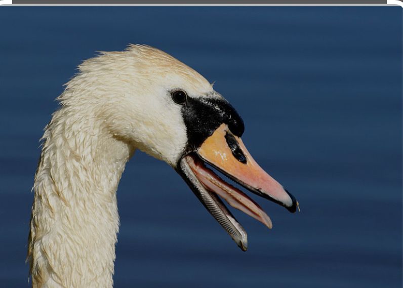 Cygnes avec le bec ouvert: la langue du cygne
