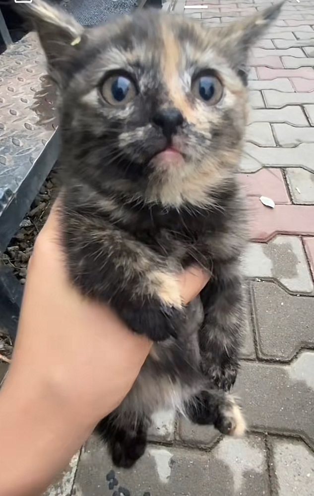 A small cat getting grabbed and looking dumb and scared