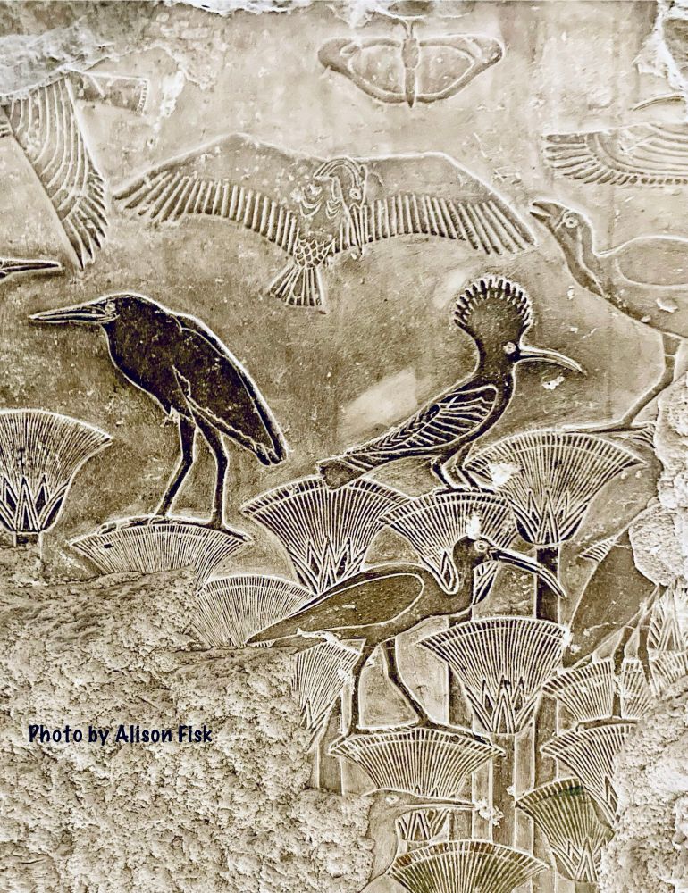 My photo shows a limestone wall panel carved in bas relief from the Fifth Dynasty Funerary Temple of king Userkaf at Saqqara, 2465-2458 BC. It shows birds and a butterfly in a papyrus thicket in the marshes of the river Nile. A pied kingfisher and butterfly hover above the papyrus thicket, whilst a hoopoe, an ibis with long curved beak, a night heron, and a gallinule,are depicted amongst the papyrus umbrels. Height 102 cm. Egyptian Museum, Cairo.