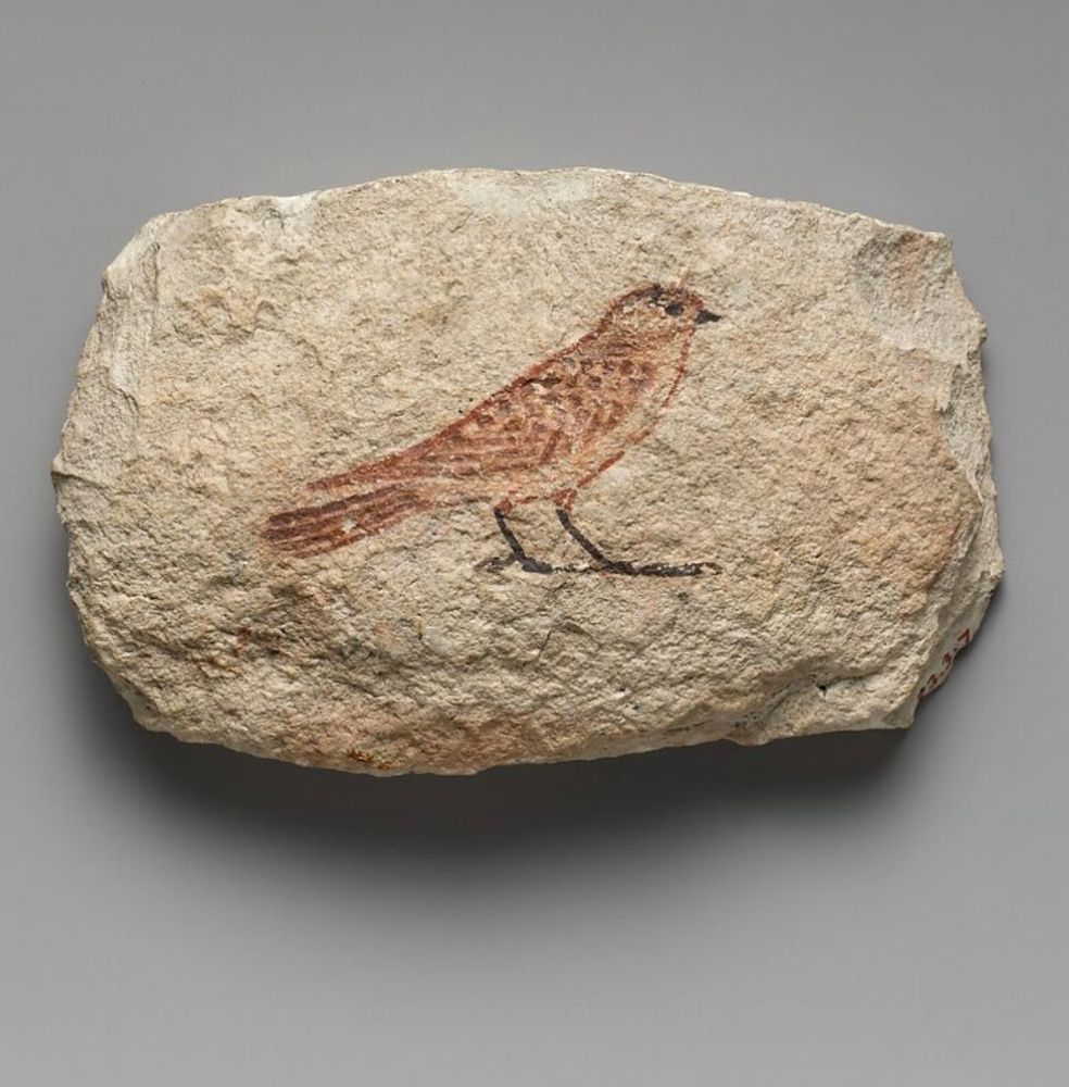 Met Museum photo of an Ancient Egyptian artist’s painting of a swallow on a flake of limestone, dated to the New Kingdom, Dynasty 18, joint reign of Hatshepsut and Thutmose III, c. 1479-1458 BC. 

The sparrow stands in profile with head to the right. It is delicately painted with a pinkish body. The outline and details are highlighted in a reddish/brown pigment. It’s legs, eye, and beak are painted black. Limestone flake dimensions H. 6.6 cm x W. 10.6 cm.

This may have been a practice drawing of the sparrow hieroglyph which was used for words meaning ‘small’, ‘poor’, or ‘bad’.

Egyptian artisans who decorated tombs and temples made practice sketches on flakes of limestone which are known by egyptologists as ostraca (singular: ostracon). Sometimes the drawings were used as a template when transferring an image to the wall of a tomb or a temple. Limestone flakes were readily available for this purpose as by-products of the construction of temples and rock-cut tombs. A number of ostraca were recovered at Deir el-Bahri during the 1922-23 MMA excavations.