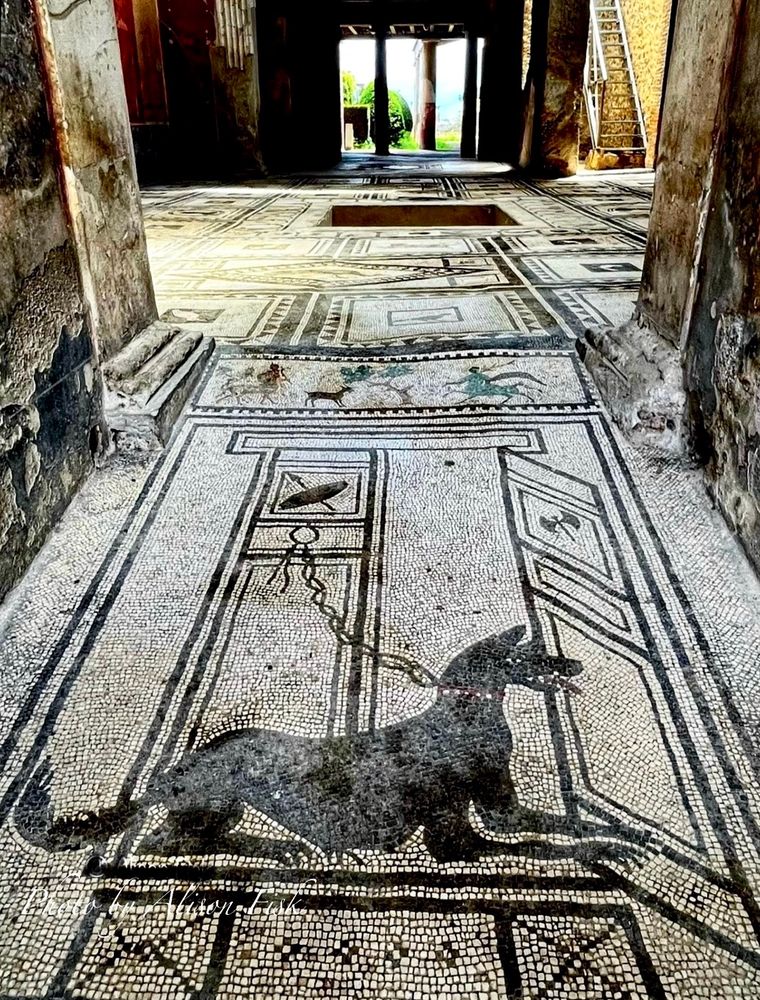 My photo taken in 2023 shows a black and white mosaic in the entrance passage of the House of Paquius Proculus at Pompeii depicting a chained black dog crouching in front of an open door. The dog wears a red studded collar. It looks alert, with its mouth open to show a red tongue and teeth. The mosaic door to which the dog is chained is decorated with a spear and a shield, and the mosaic door which is ajar is decorated with a double axe head. A partial view of the atrium of the house can be seen from the entrance passage.