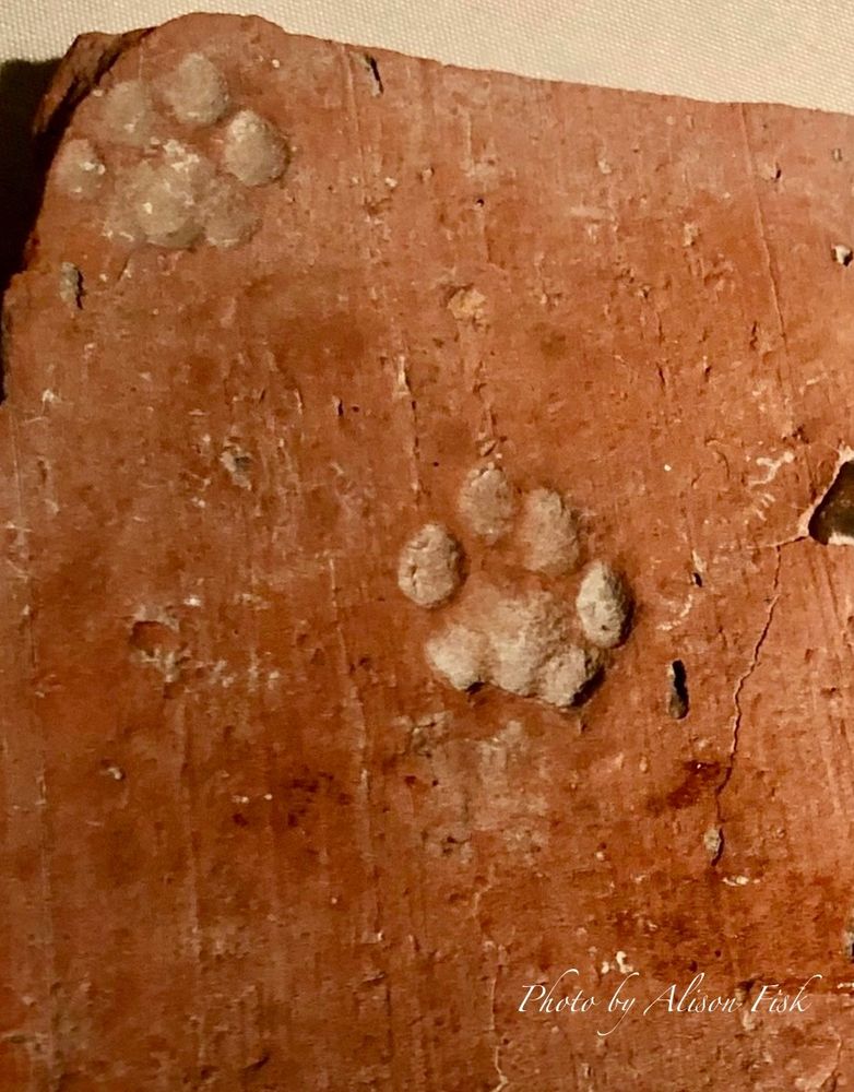 My photo shows two kitten pawprints imprinted on a Roman red clay roof tile (tegula). The kitten walked on the wet clay tile as it was lying out to dry before firing. The tile is on display at Lullingstone Roman Villa in Kent.