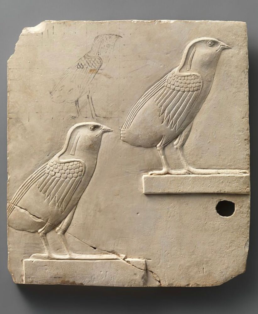 The photo shows a limestone plaque with two carved quail chicks and a sketch of a quail chick in black ink. It is displayed against a grey background. 

Traces of ink occur on both carved chicks suggesting the limestone plaque shows three stages of an ancient Egyptian artisan’s work; the ink sketch at top left, the finished chick at upper right, and the almost finished chick at bottom left. Limestone plaque dimensions: H. 15 x W. 13.8 x D. 0.9 cm

Likely representing the quail chick hieroglyph for the sound ‘w’
