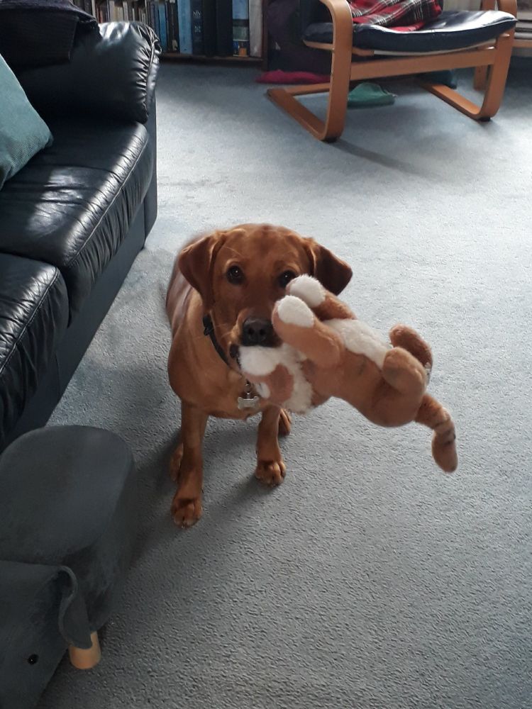 A fox red Labrador puppy with a plush toy tiger in her mouth.