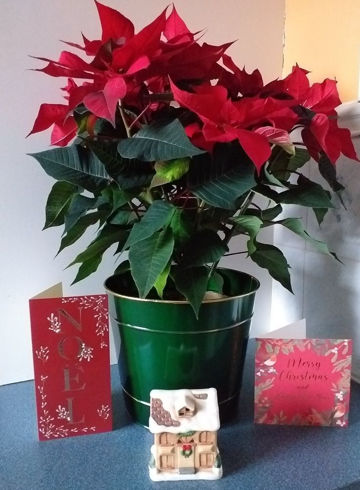 A large poinsettia in a green pot surrounded by two red Christmas cards and with a little snow-covered house ornament in front of it.