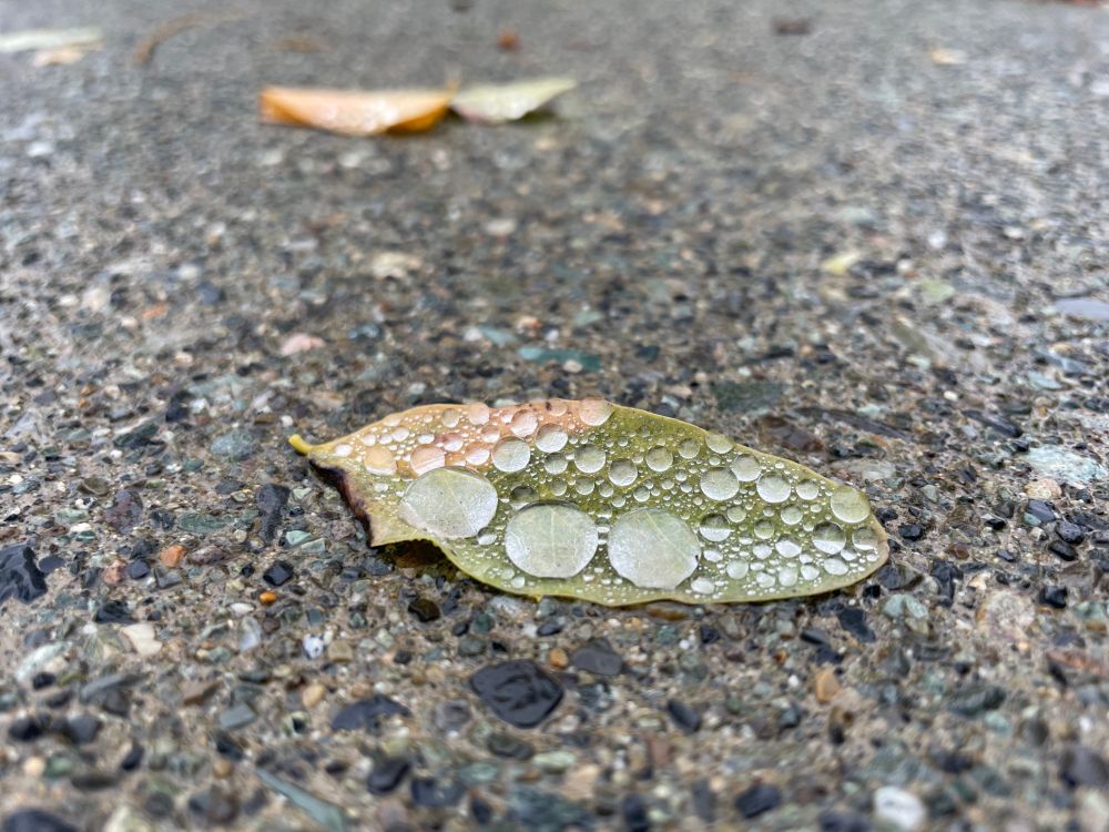 Water droplets on leaves