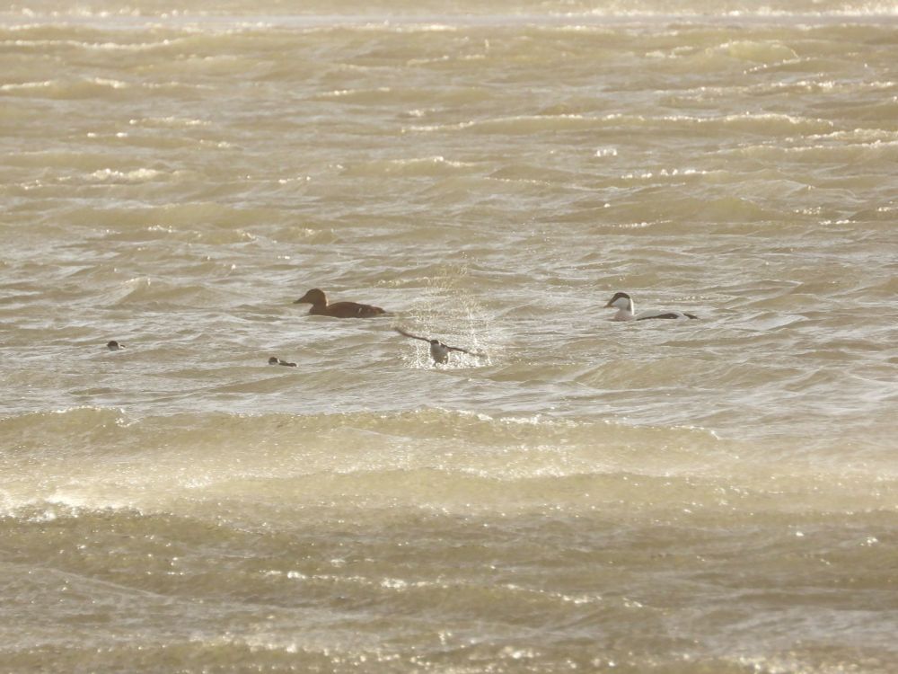 Little auk taking off from water, male and female eider behind 