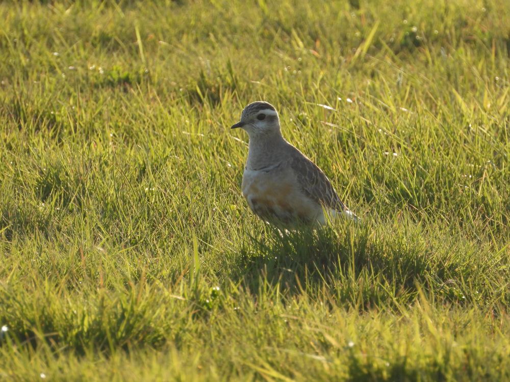 Dotterel