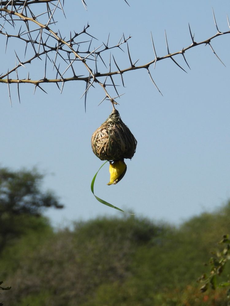 Vitelline masked weaver nest building 