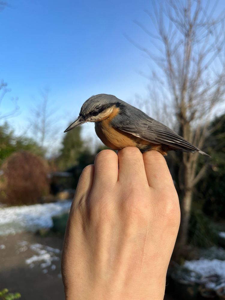 Nuthatch