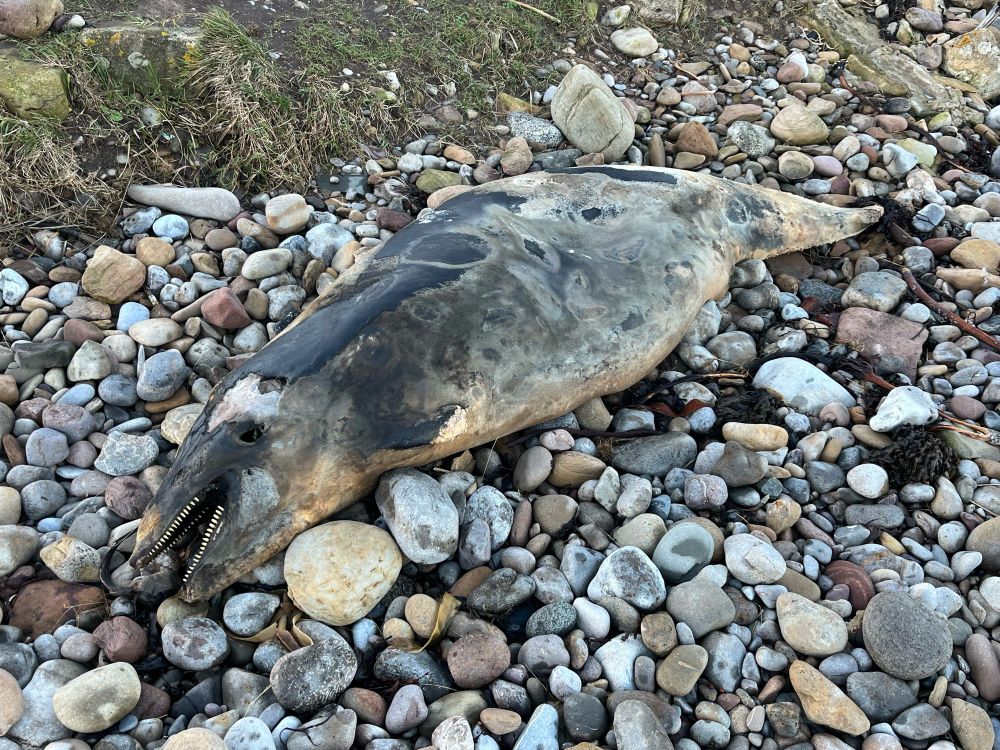 Dead porpoise