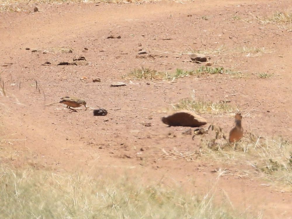 Possible Red-winged larks, Laikipia, Kenya sept 2024