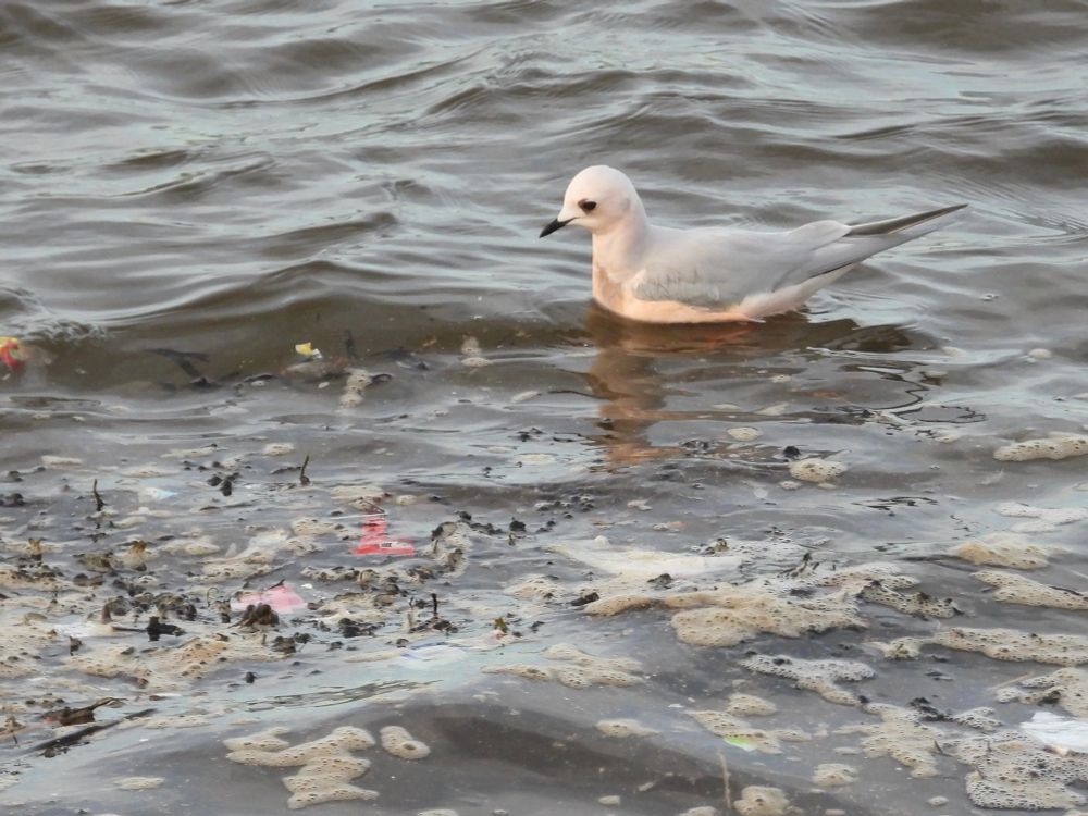 Ross’s Gull South Shields
