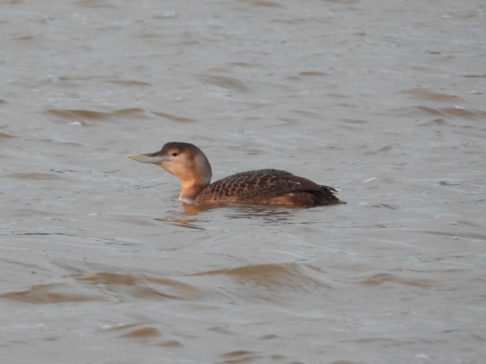 White-billed Diver