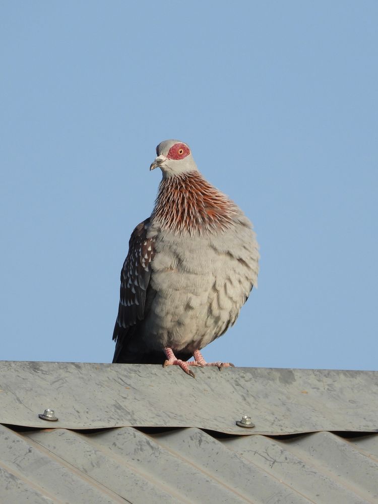 Speckled Pigeon