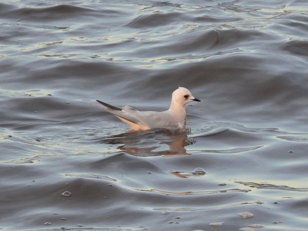 Ross’s Gull, South Shields