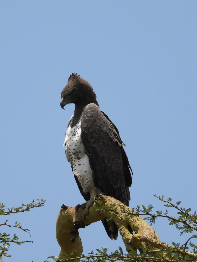 Martial Eagle
