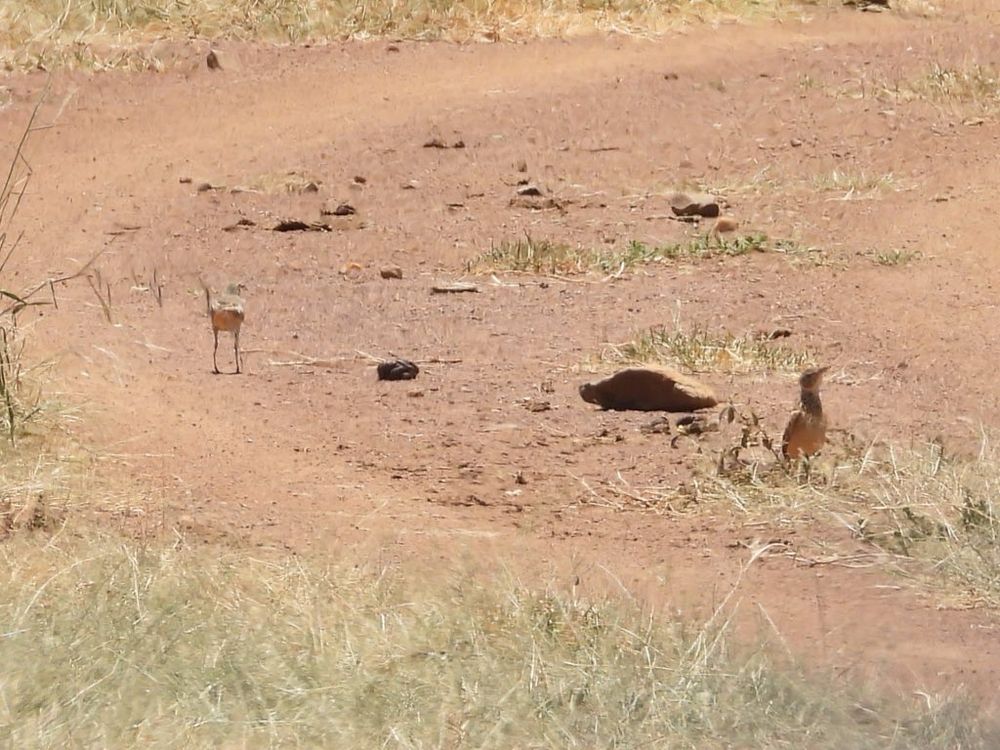 Possible Red-winged larks, Laikipia, Kenya sept 2024