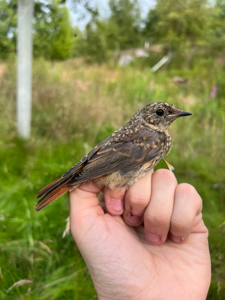 Juvenile Redstart