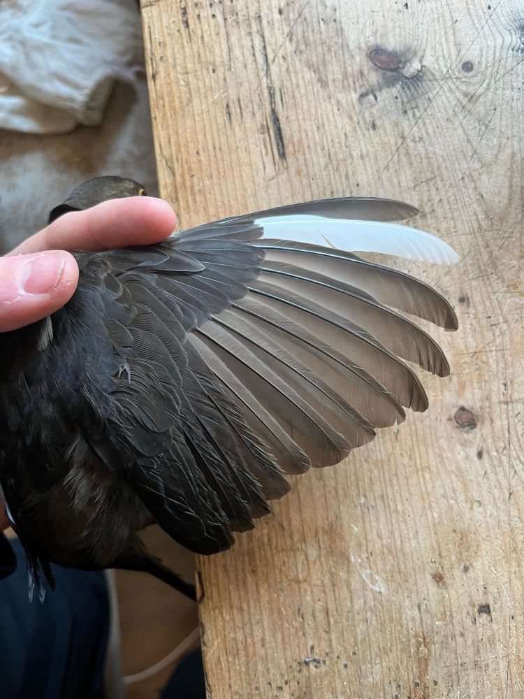 A leucistic Blackbird