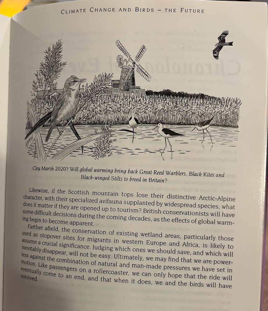 CLIMATE CHANGE AND BIRDS - THE FUTURE
Cley Marsh 2020? Will global warming bring back Great Reed Warblers, Black Kites and Black-winged Stilts to breed in Britain?
Likewise, if the Scottish mountain tops lose their distinctive Arctic-Alpine character, with their specialized avifauna supplanted by widespread species, what does it matter if they are opened up to tourism? British conservationists will have some difficult decisions during the coming decades, as the effects of global warming begin to become apparent.
Farther afield, the conservation of existing wetland areas, particularly those used as stopover sites for migrants in western Europe and Africa, is likely to assume a crucial significance. Judging which ones we should save, and which will inevitably disappear, will not be easy. Ultimately, we may find that we are powerless against the combination of natural and man-made pressures we have set in motion. Like passengers on a rollercoaster, we can only hope that the ride will eventually come to an end, and that when it does, we and the birds will have survived.